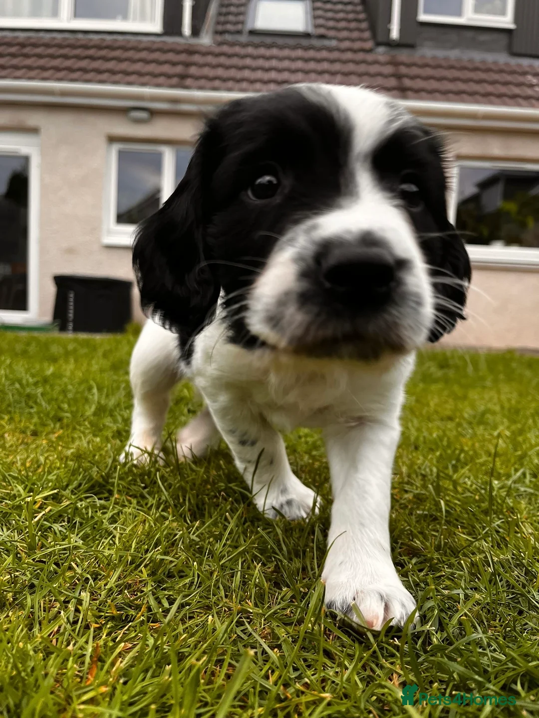 English Springer Spaniel dogs for sale: Springer spaniel puppies in St Andrews - Advert 2