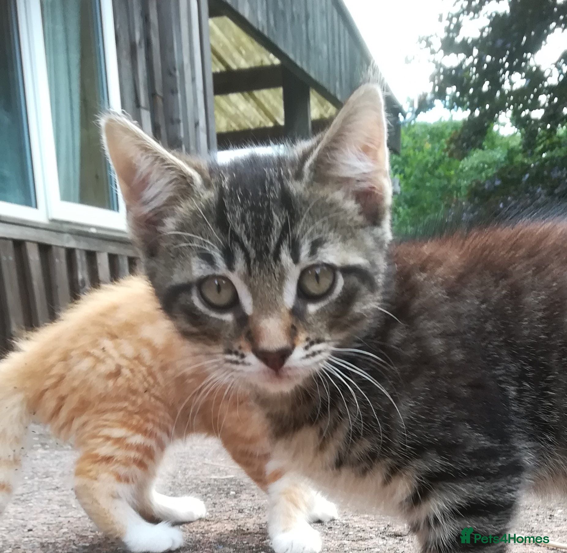 Mixed Breed cats AMAZING, BEAUTIFUL, CLEVER, HEALTHY KITTENS - Advert 5