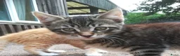 Mixed Breed cats for sale: ONLY ONE AMAZING, BEAUTIFUL, CLEVER, KITTEN LEFT - Advert 3