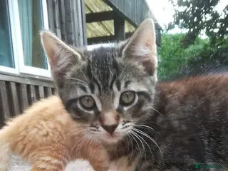 Mixed Breed cats AMAZING, BEAUTIFUL, CLEVER, HEALTHY KITTENS - Advert 5