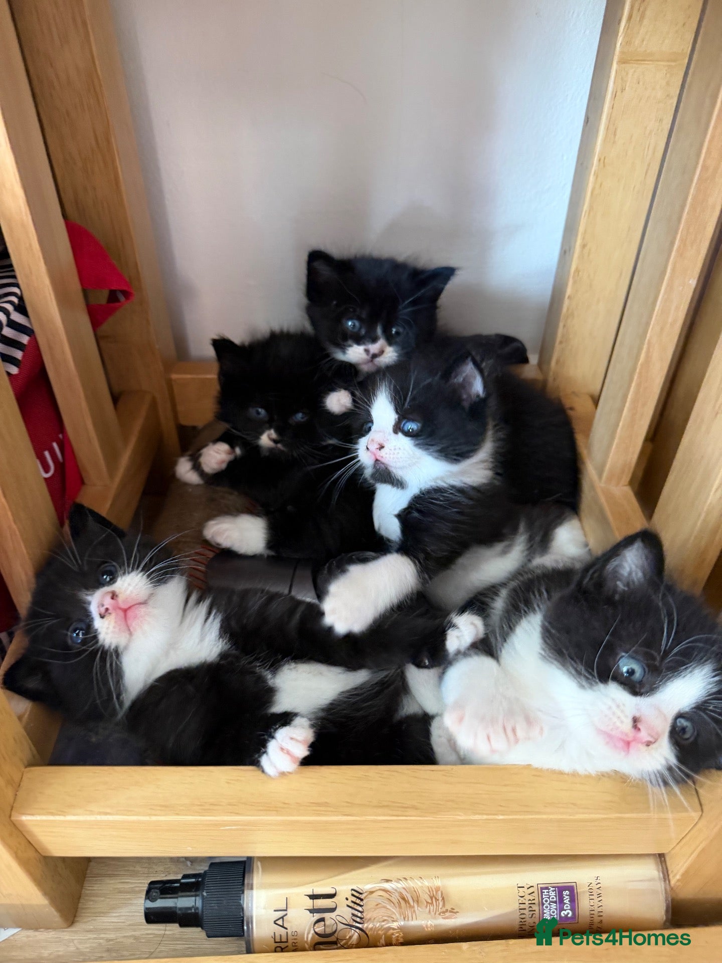 Mixed Breed cats Part Maine coone kittens  - Advert 1