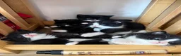 Mixed Breed cats for sale: Part Maine coone kittens  - Advert 1