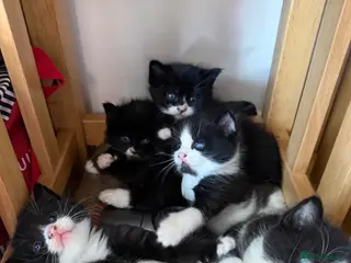 Mixed Breed cats Half Maine coone kittens - Advert 1