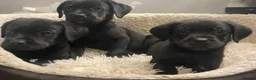Mixed Breed dogs for sale:   👑 Labrotties 👑 rottweiler x Labrador 👑 - Advert 17