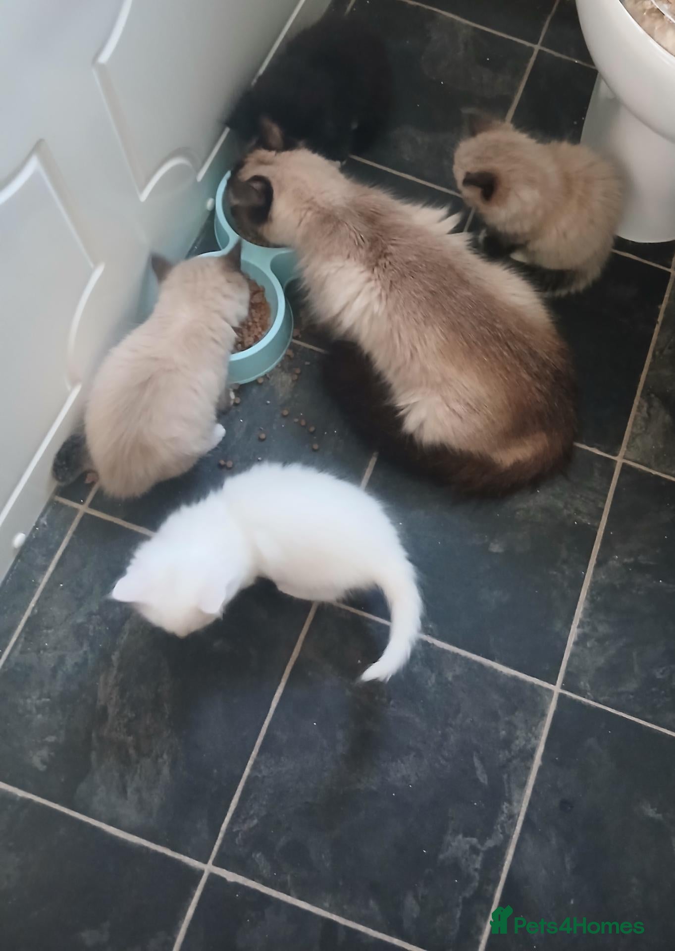 Ragdoll cats Ragdoll mix - Advert 1