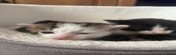 Mixed Breed cats for sale: Beautiful fluffy furballs  - Advert 10