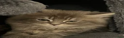 Maine Coon cats for sale: Our Maine coon kittens in Weston-super-Mare - Advert 13