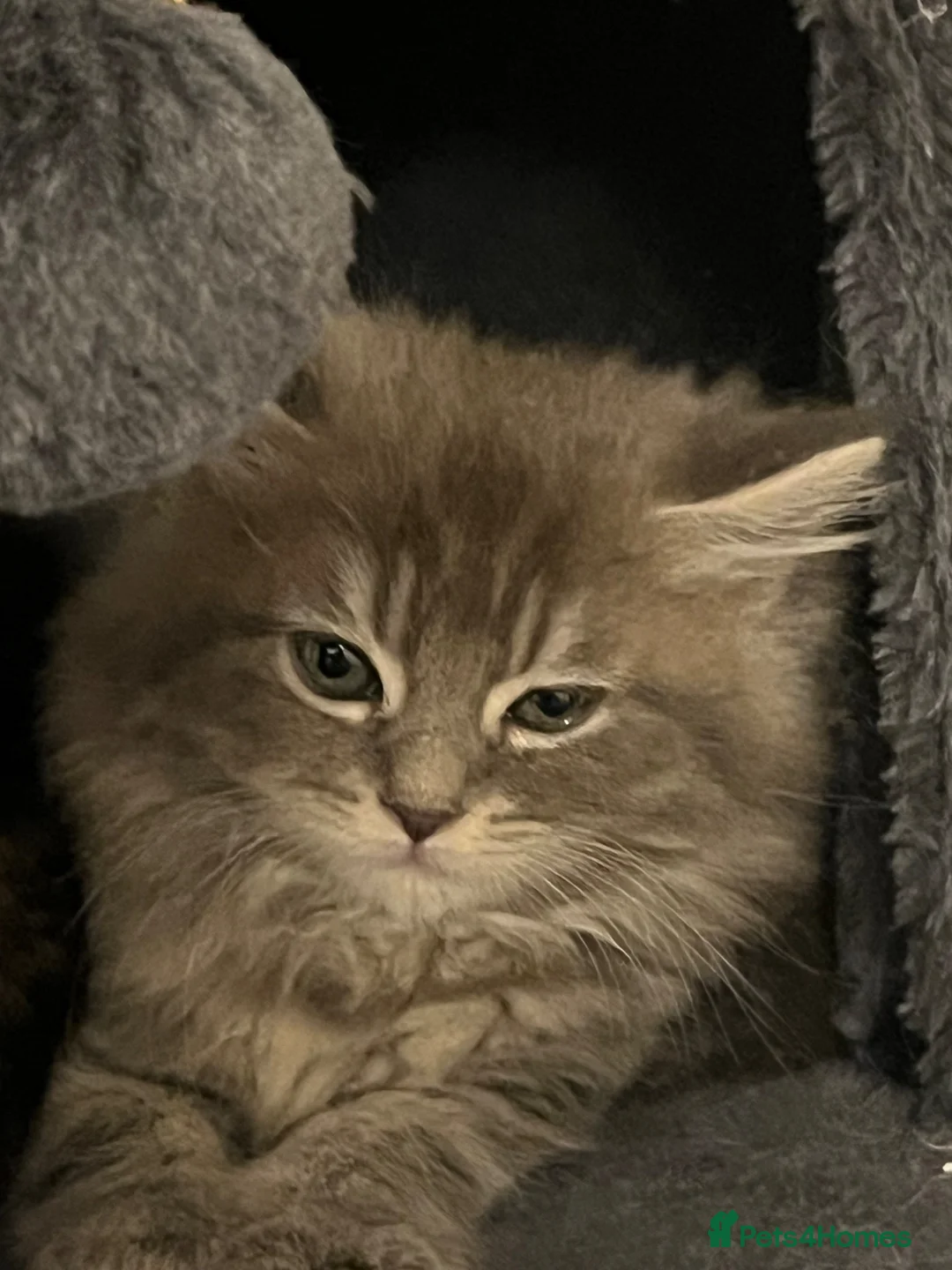 Maine Coon cats for sale: Our Maine coon kittens in Weston-super-Mare - Advert 13