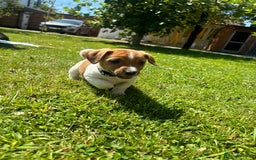 Jack Russell dogs for sale: Jack Russell Puppies - Litter of 7 - Image 5