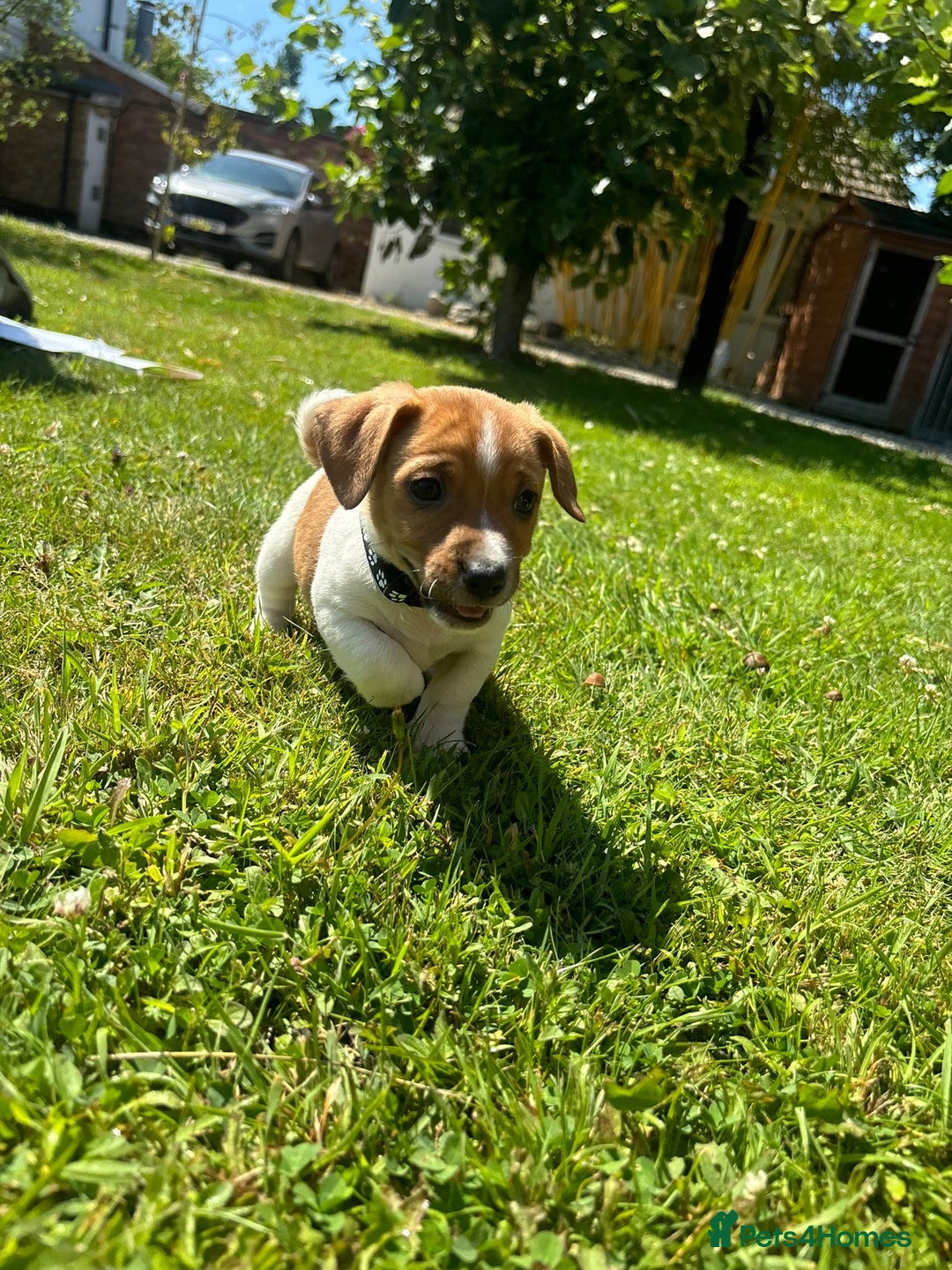 Jack Russell dogs for sale: Jack Russell Puppies - Litter of 7 - Image 5