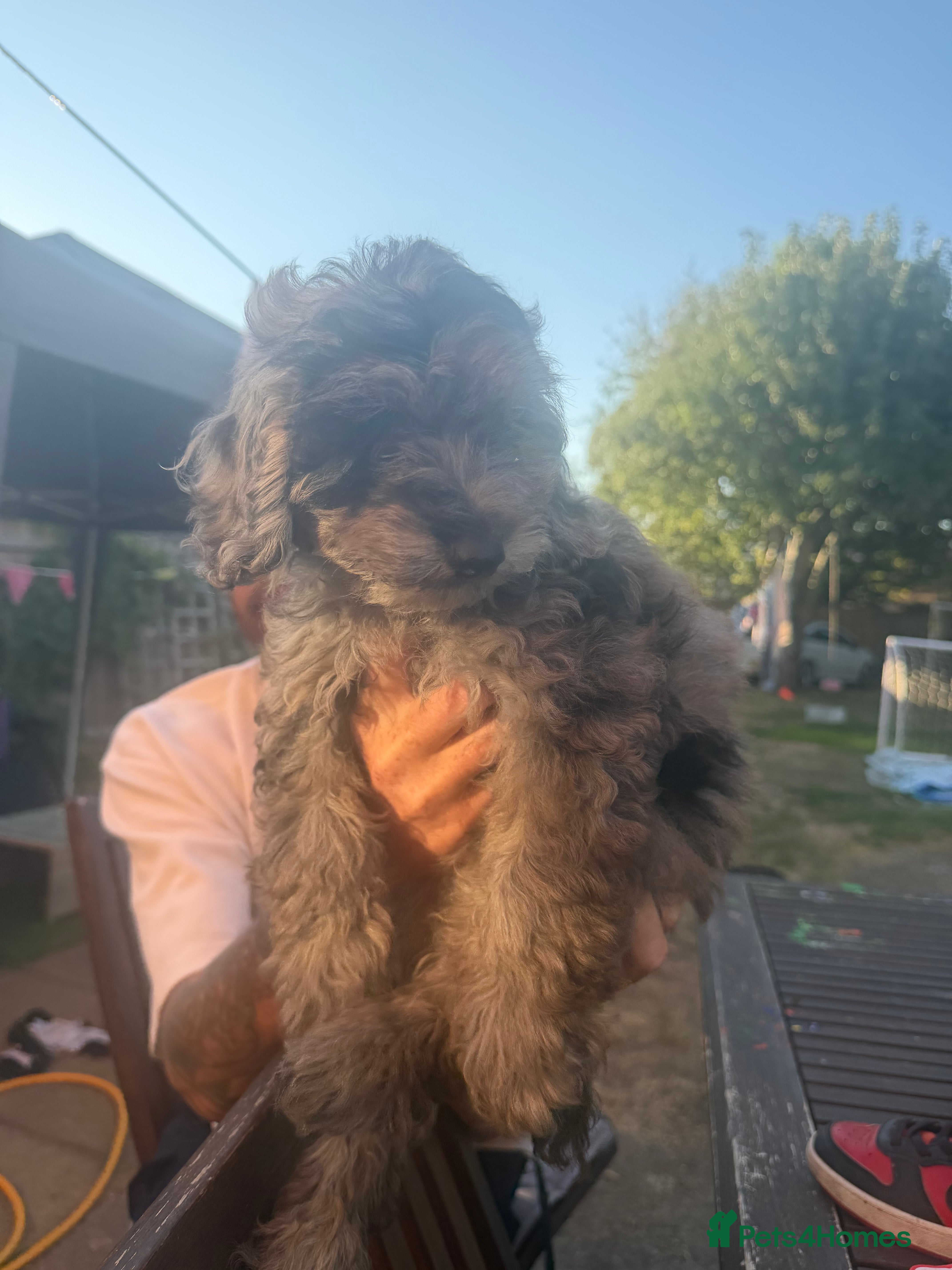 Mixed Breed dogs  doxiepoo pups 1x girl x2 boys  - Advert 12