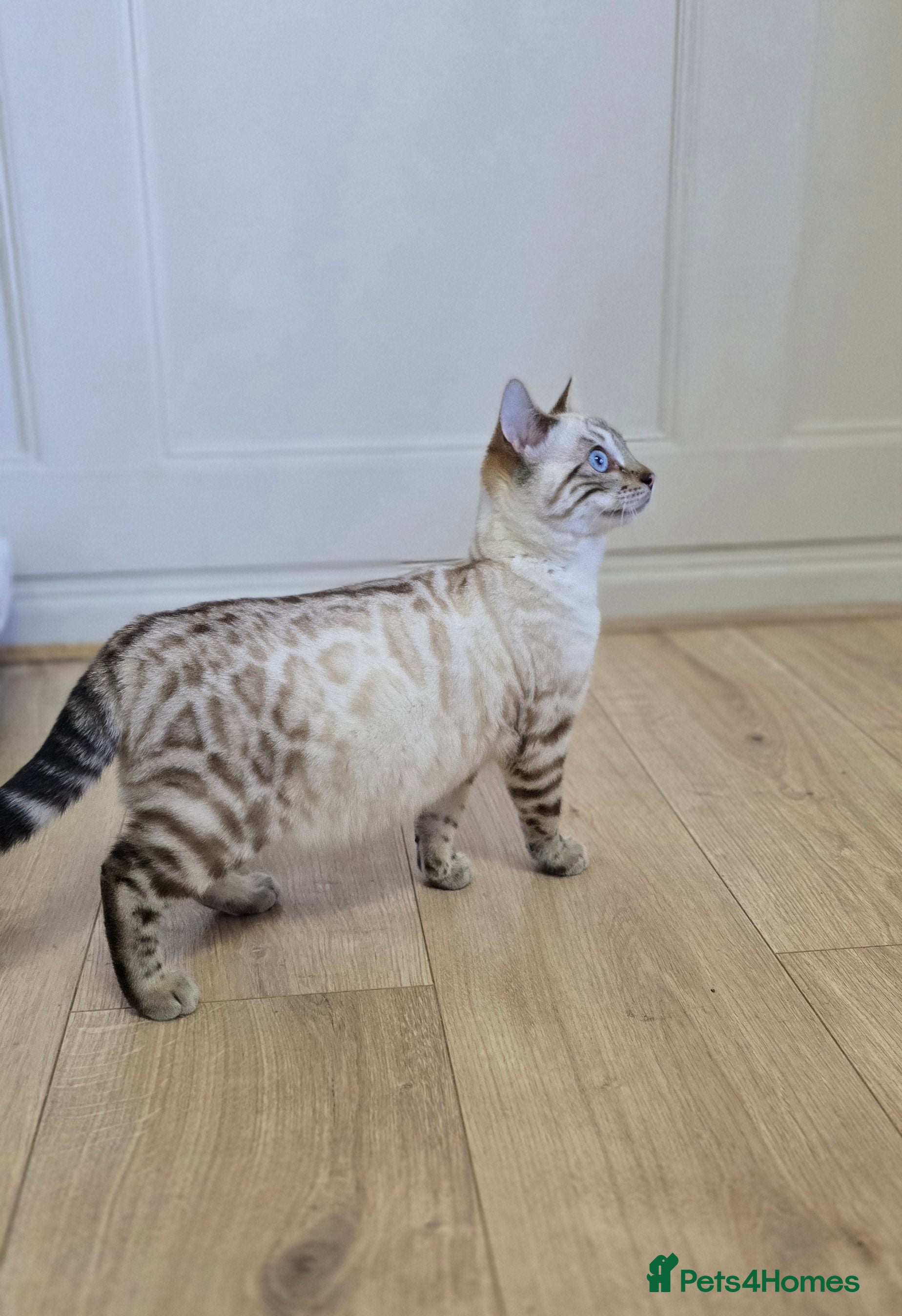 Bengal cats Gorgeous Tica registered bengal boys - Advert 2