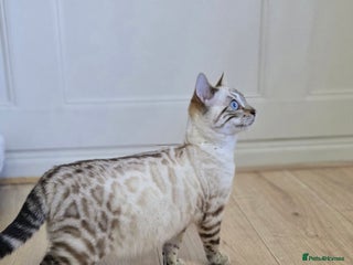 Bengal cats Gorgeous Tica registered bengal boys - Advert 2