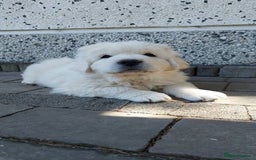 Golden Retriever dogs for sale: STUNNING GOLDEN RETRIEVER PUPPIES - Image 9