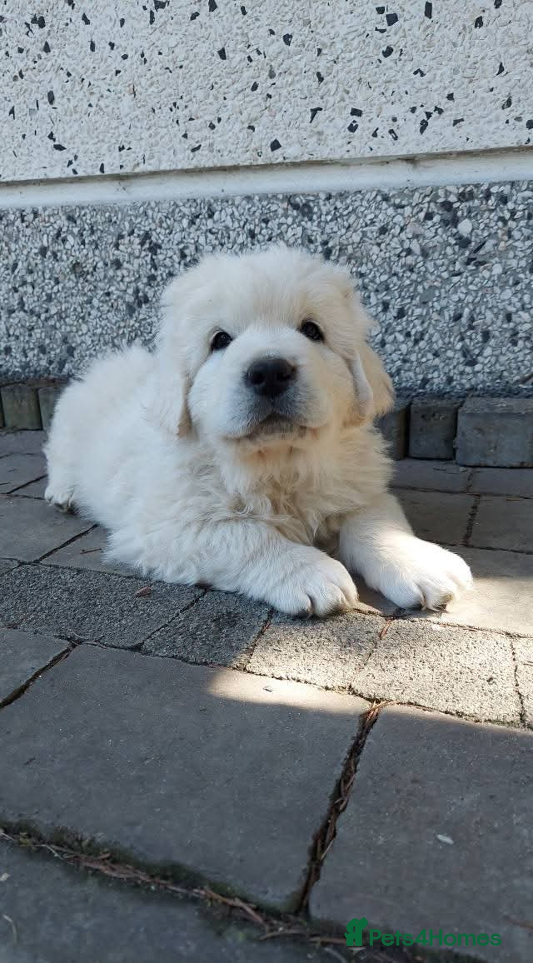 Golden Retriever dogs for sale: STUNNING GOLDEN RETRIEVER PUPPIES - Image 9