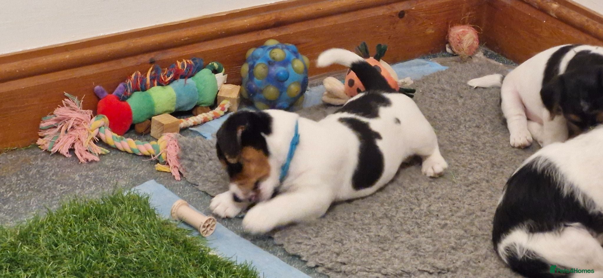 Jack Russell dogs KC Registered  Jack Russell Puppy - Advert 2