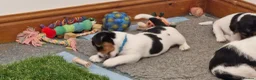 Jack Russell dogs for sale: KC Registered  Jack Russell Puppy in Exeter - Advert 1
