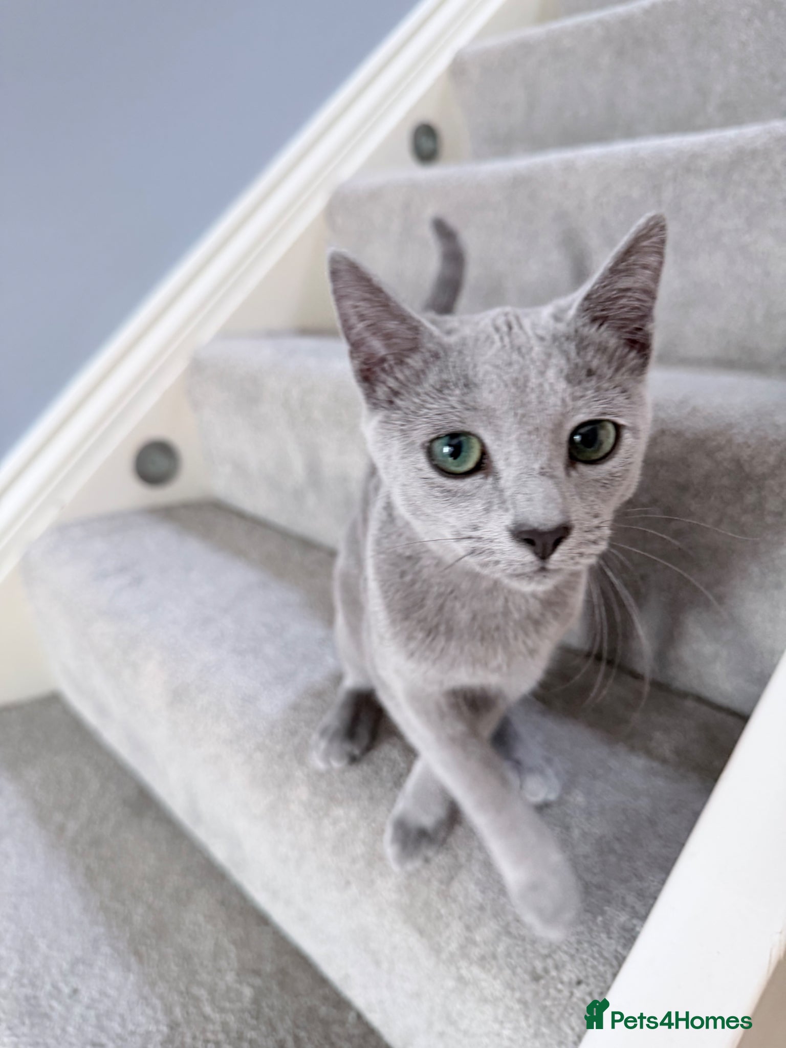 Russian Blue cats 6M Russian Blue Kitten Looking for4 Loving Home 🐾 - Advert 7
