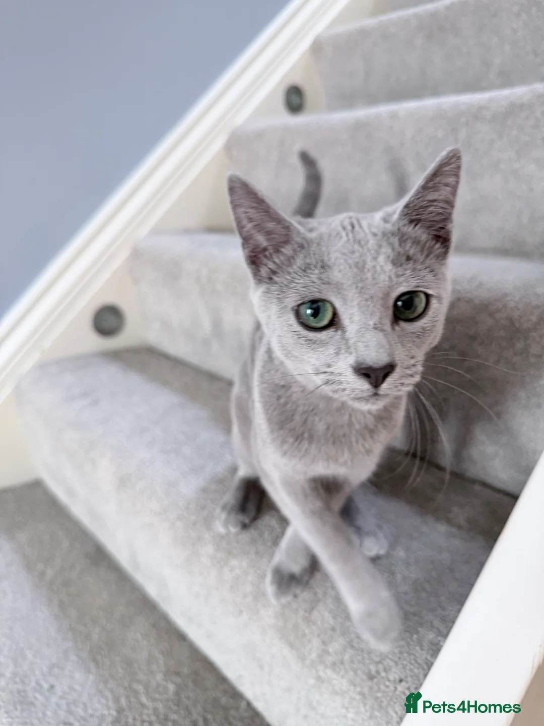 Russian Blue cats for sale: 6M Russian Blue Kitten Looking for4 Loving Home 🐾 - Advert 1