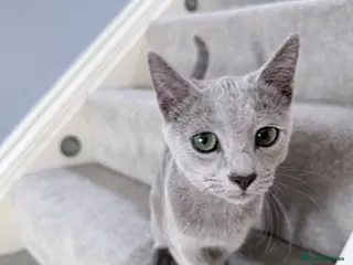 Russian Blue cats 6M Russian Blue Kitten Looking for4 Loving Home 🐾 - Advert 7