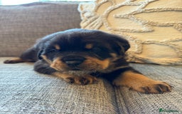 Rottweiler dogs for sale: Rottweiler puppies  - Image 1