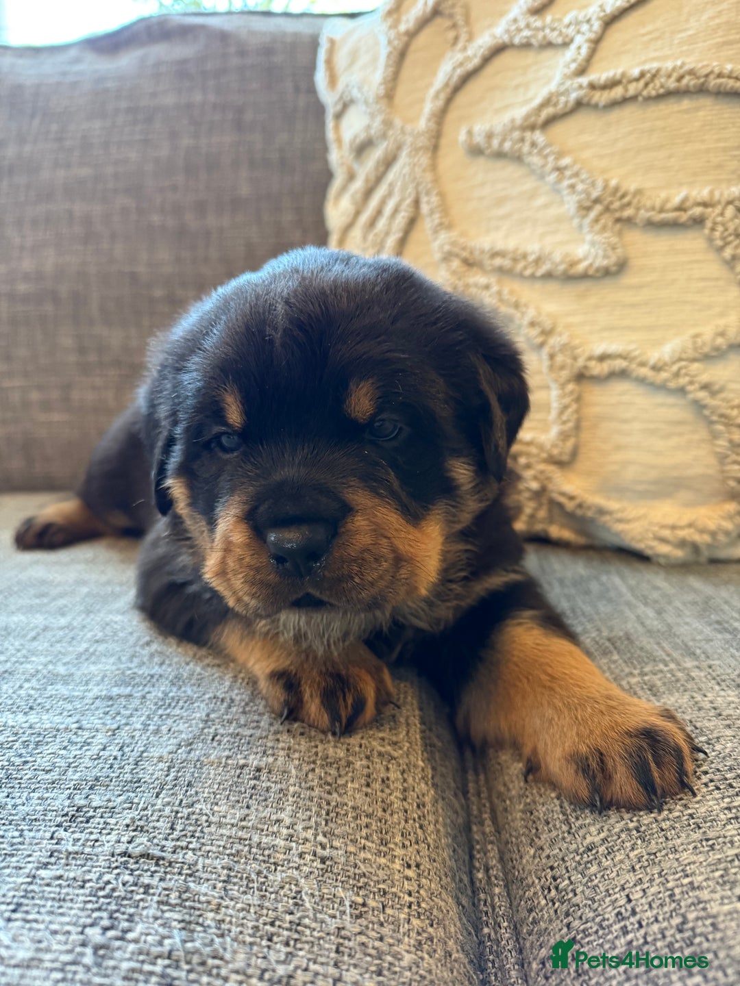 Rottweiler dogs for sale: Rottweiler puppies  - Image 1