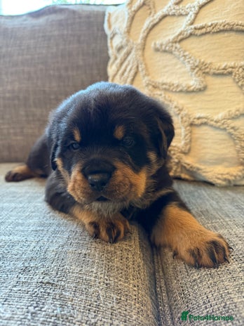 Rottweiler dogs - Advert 1