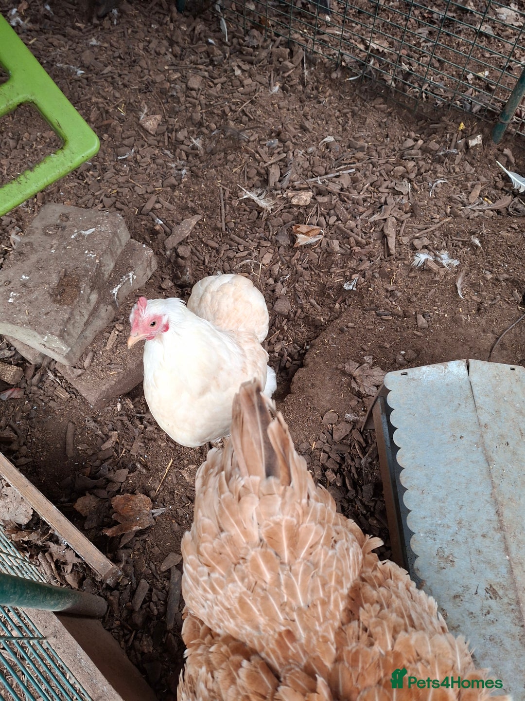 Chickens poultry for sale: Family loved chickens and Eglu - Advert 5