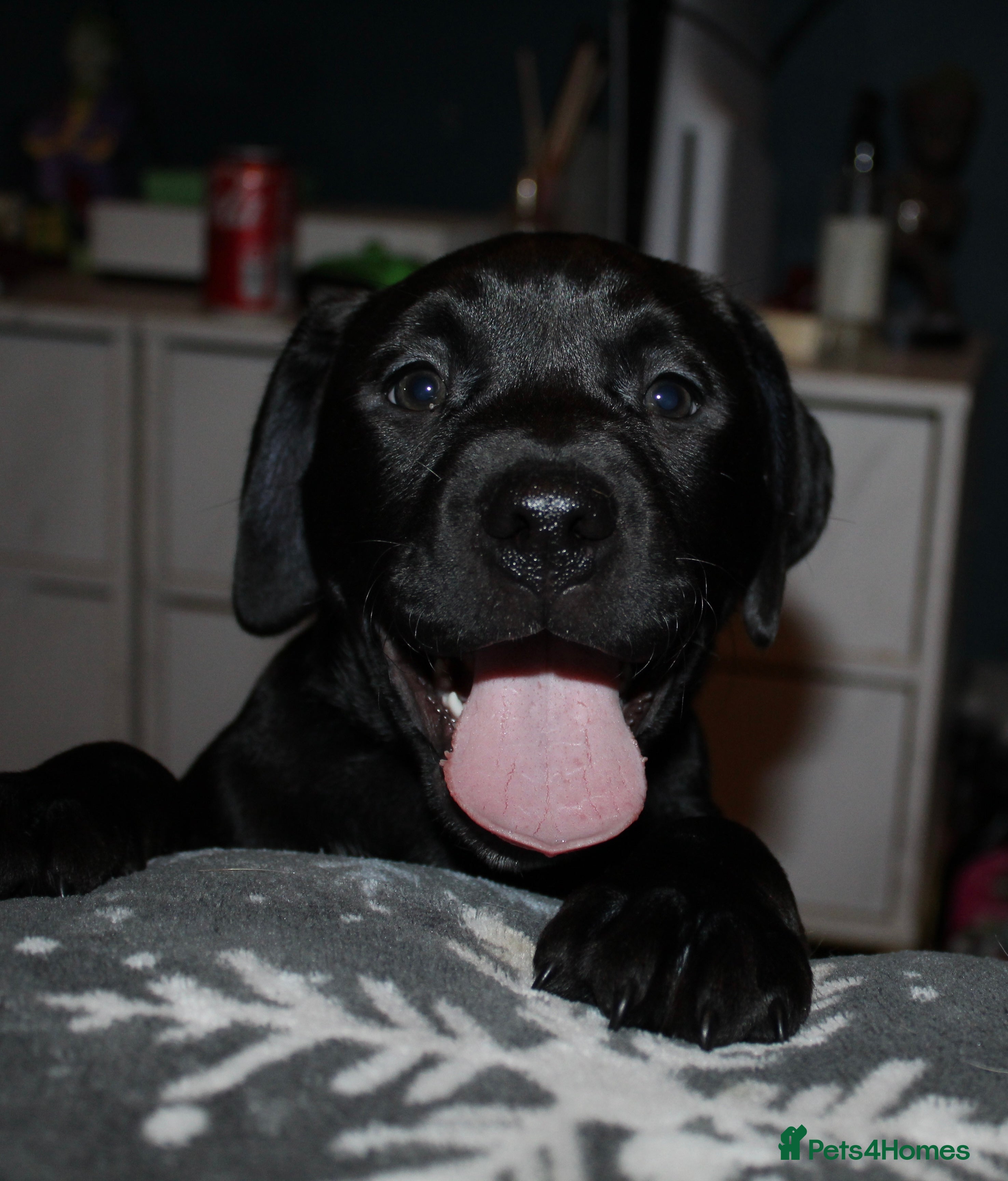 Mixed Breed dogs Labrador X pups 2 girls left !  - Advert 1