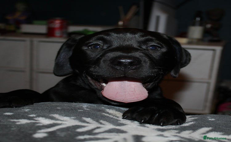 Mixed Breed dogs - Advert 2