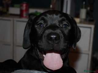 Mixed Breed dogs Labrador X pups only 3 left! - Advert 17