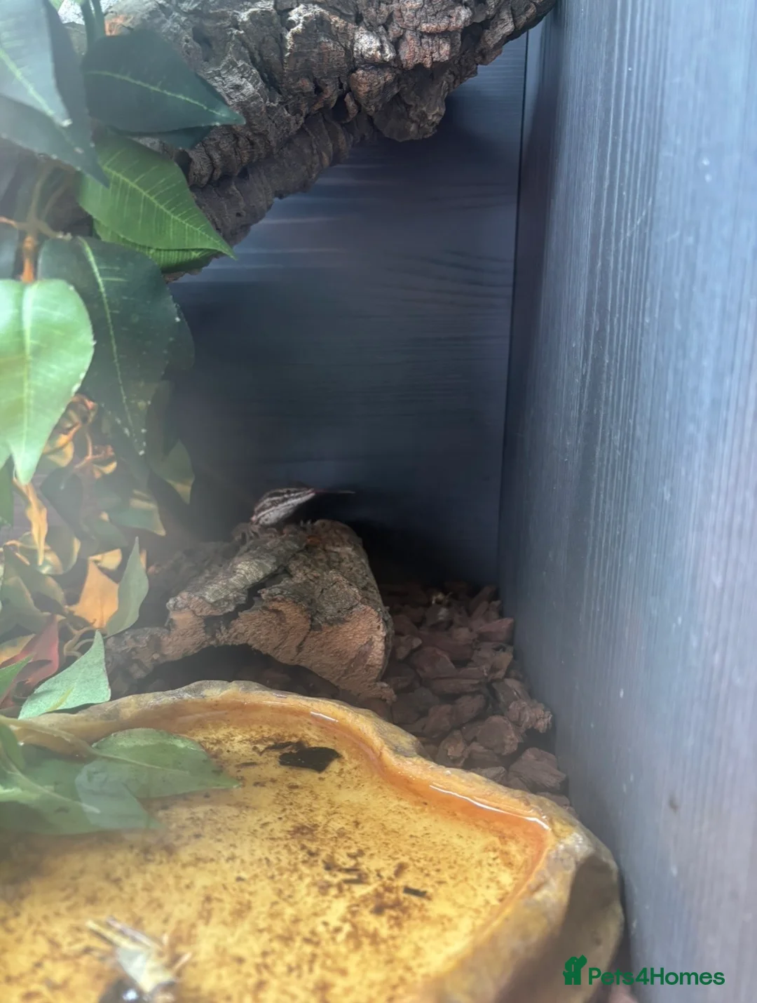 Lizard reptiles for sale: Complete Ackie Monitor Set up and Ackie Monitor - Advert 6