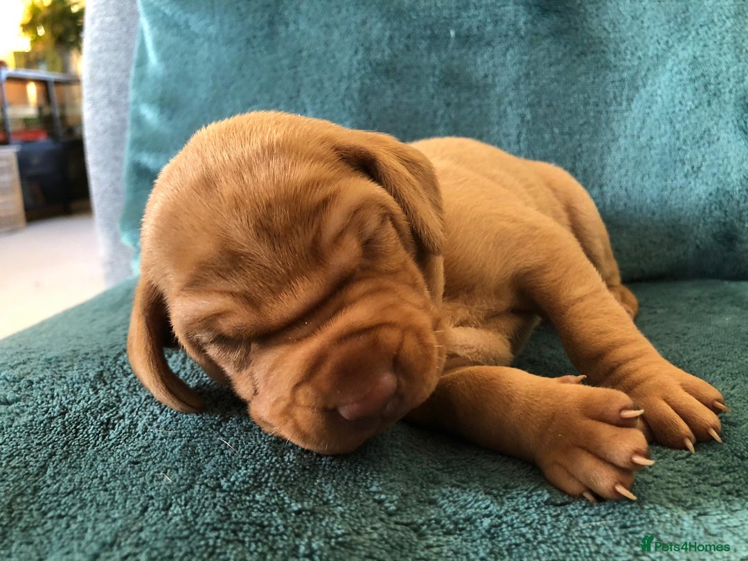 Hungarian Vizsla dogs for sale: Playfull and cheeky hungarian vizsla puppies  - Advert 33