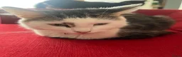 Mixed Breed cats for sale: 2 kittens, black male & tabby female - Advert 1