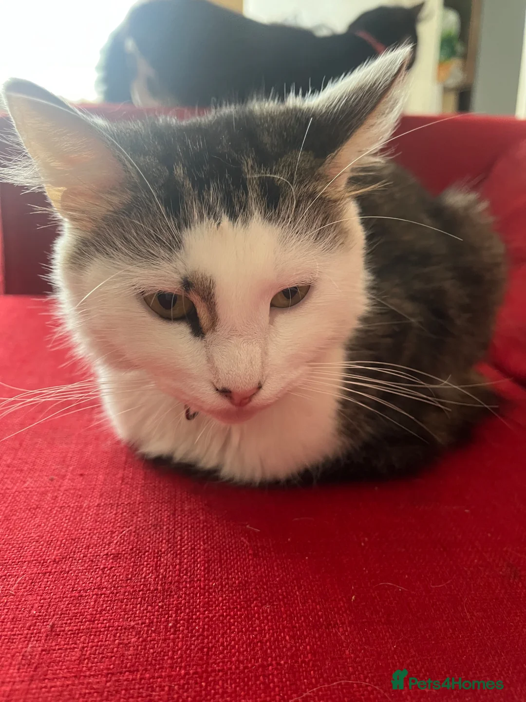 Mixed Breed cats for sale: 2 kittens, black male & tabby female - Advert 1