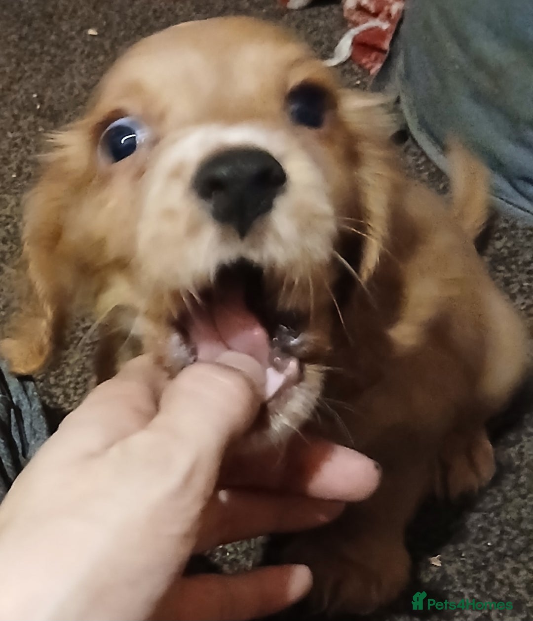 Cocker Spaniel dogs for sale: 2 cocker spaniel puppies left  - Advert 12