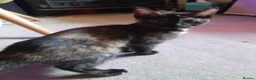Mixed Breed cats for sale: 1 Ghost Tabby, 1 Tortoiseshell and 1 Black kittens in Cranbrook - Advert 9