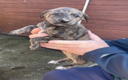 Lurcher dogs for sale: lurcher pups - Advert 1