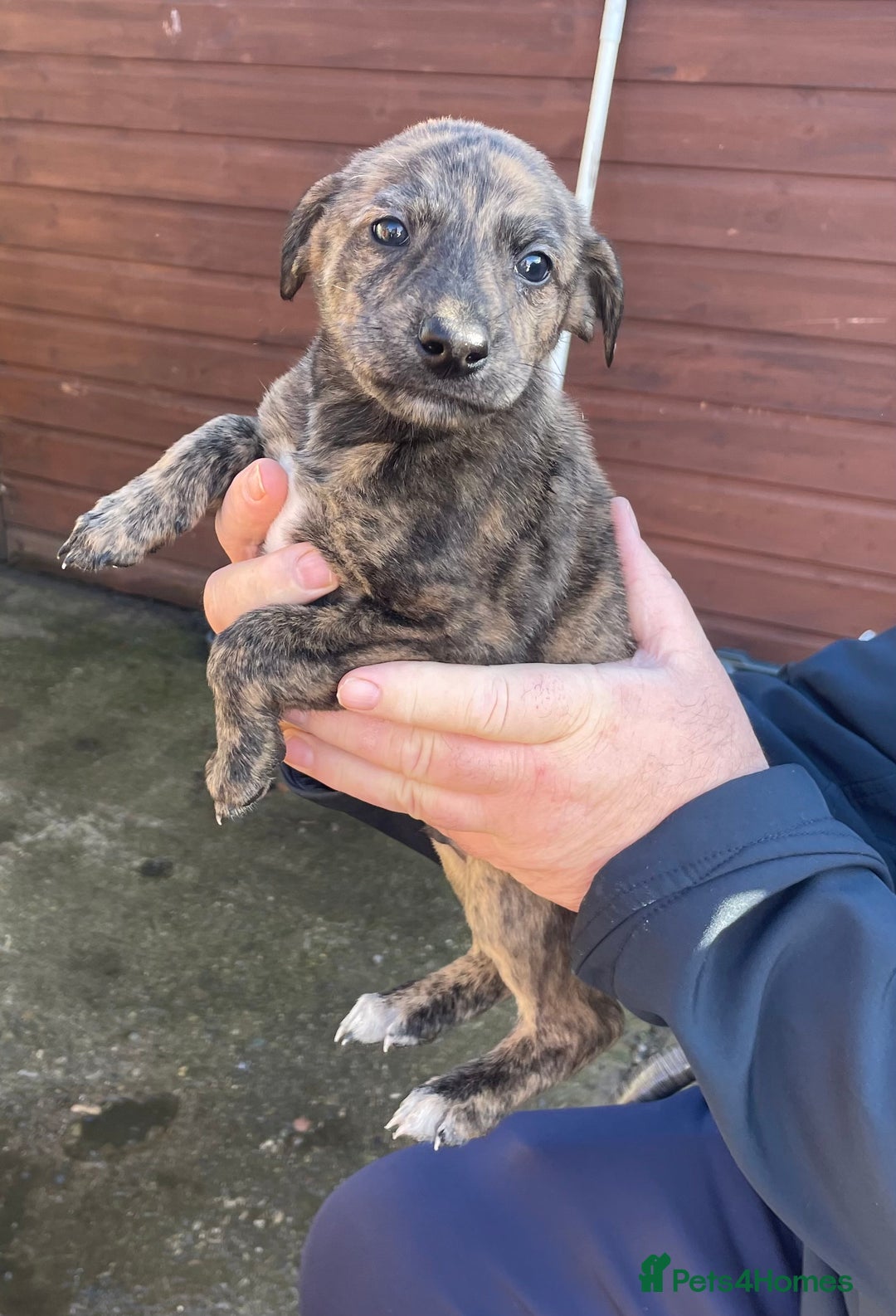 Lurcher dogs for sale: lurcher pups - Advert 1