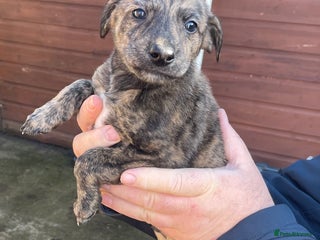 Lurcher dogs lurcher pups - Advert 1