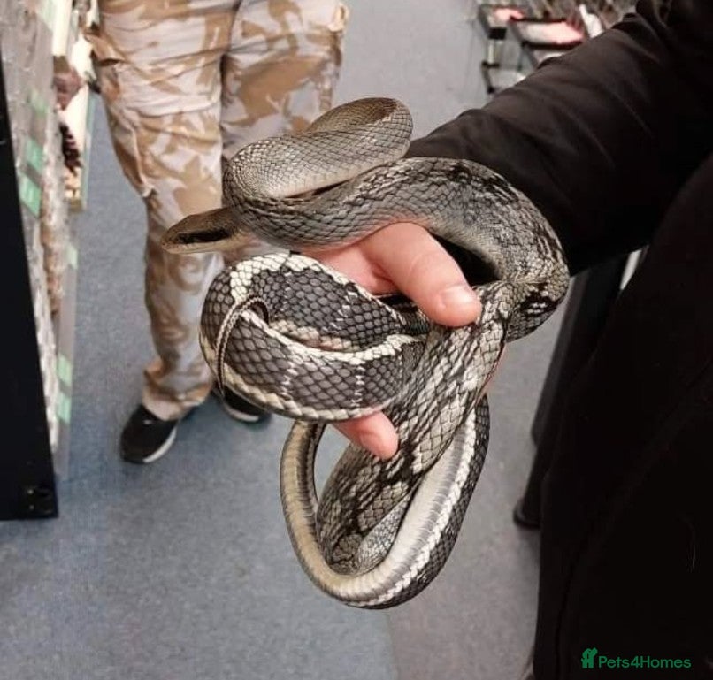 Rat Snake reptiles Vietnamese blue beauty  - Advert 1