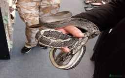 Rat Snake reptiles for sale: Vietnamese blue beauty  - Advert 1