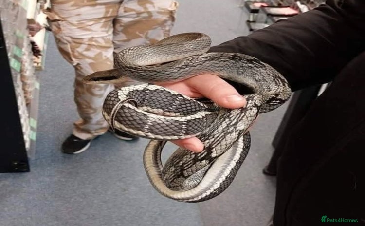 Rat Snake reptiles Vietnamese blue beauty  - Advert 1