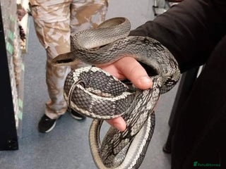 Rat Snake reptiles Vietnamese blue beauty - Advert 2