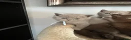 British Shorthair cats for sale: BSH and 1Longhair kittens - Advert 17