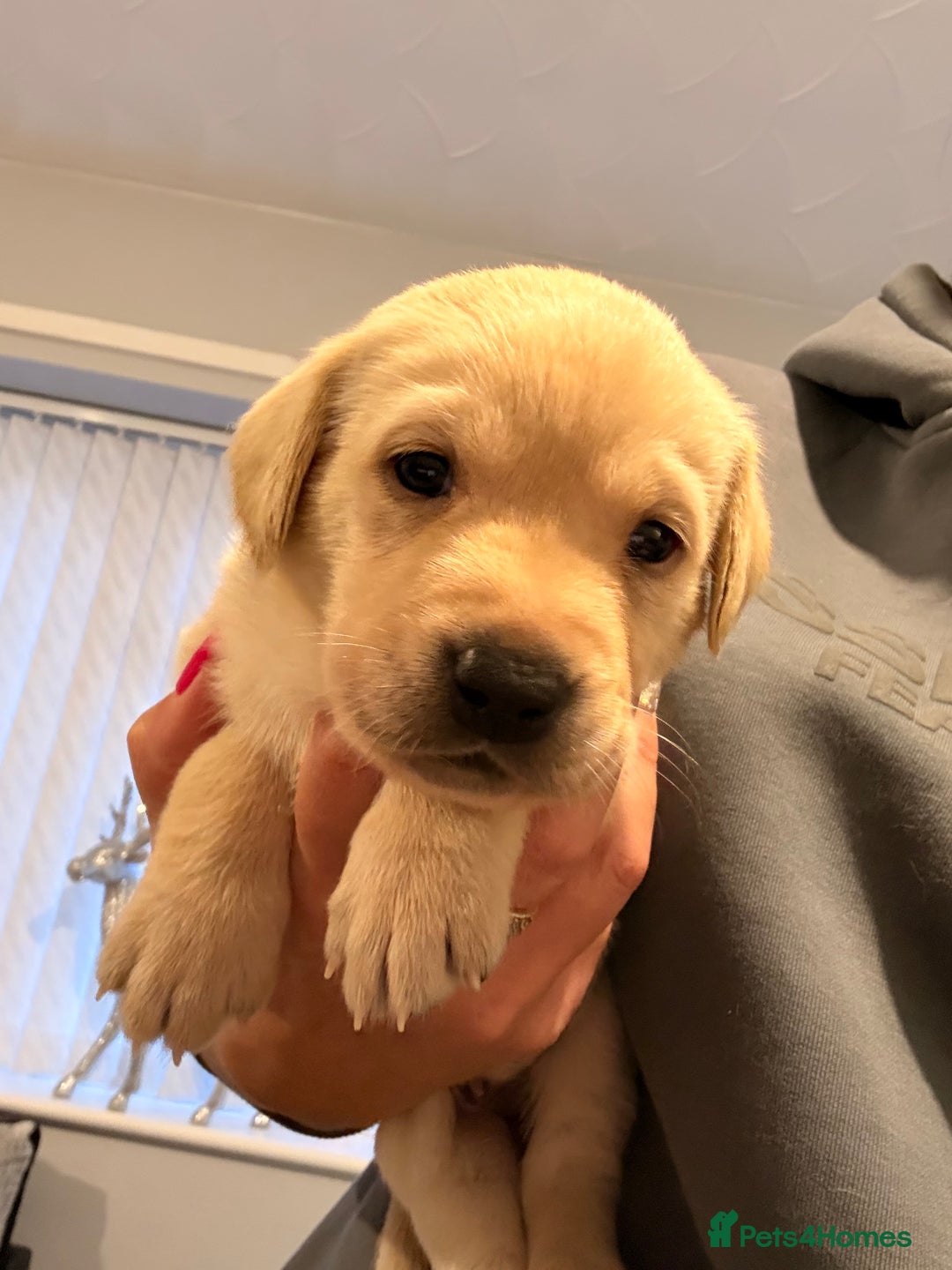 Labrador Retriever dogs for sale: Stunning Labrador puppies  - Advert 5