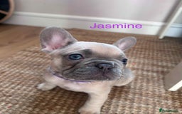 French Bulldog dogs for sale: Blue Fawn French Bulldog pups for sale - Image 2