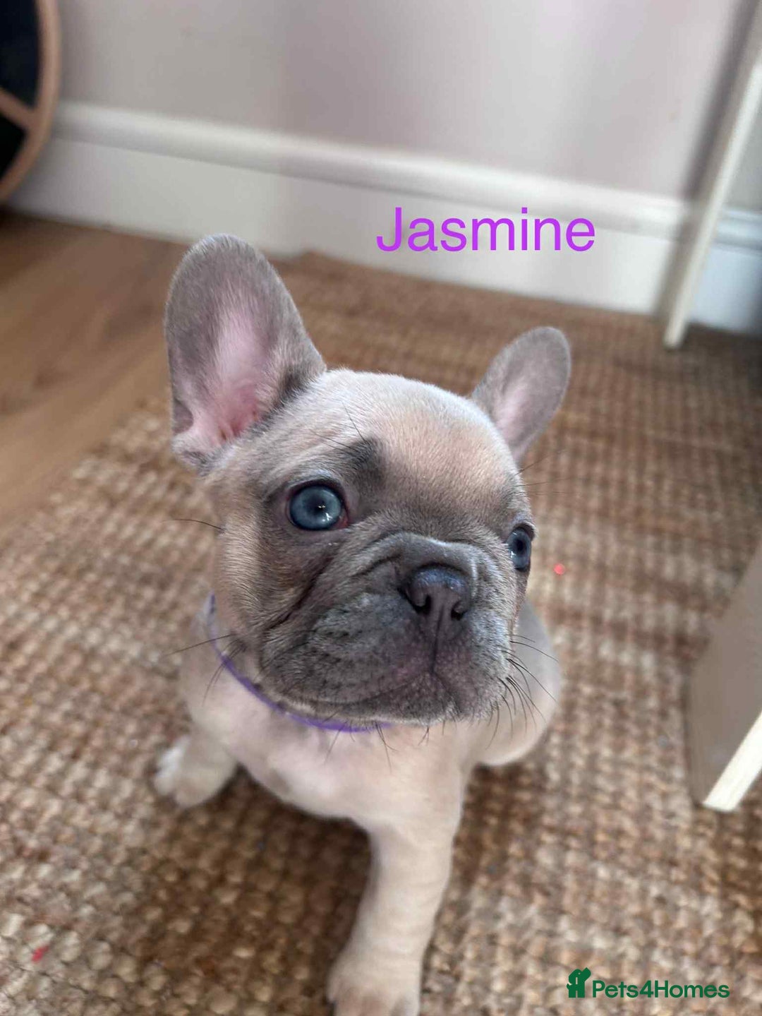 French Bulldog dogs for sale: Blue Fawn French Bulldog pups for sale - Image 2