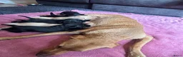 Labrador Retriever dogs for sale: 7 Labrador Puppies  in Reading - Advert 16