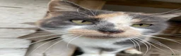 Domestic Shorthair cats for sale: 4 kittens ready to go now  - Advert 3